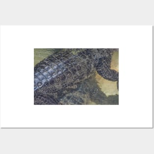 Alligator body Posters and Art